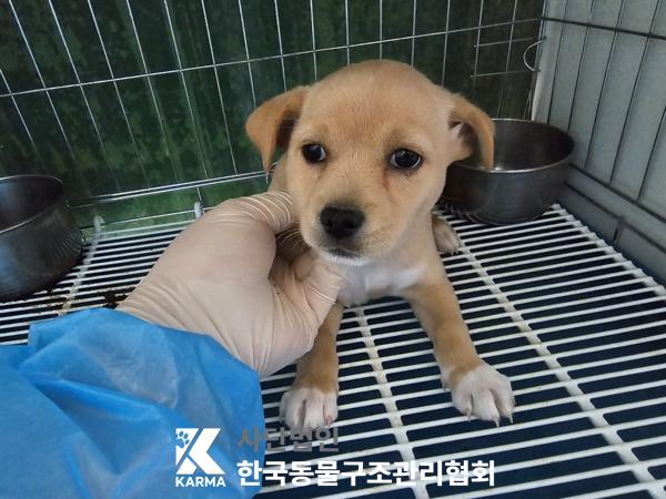 한국동물구조관리협회_441382202500189